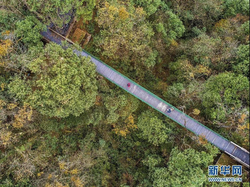 新华网：万顷林海 绚烂初冬