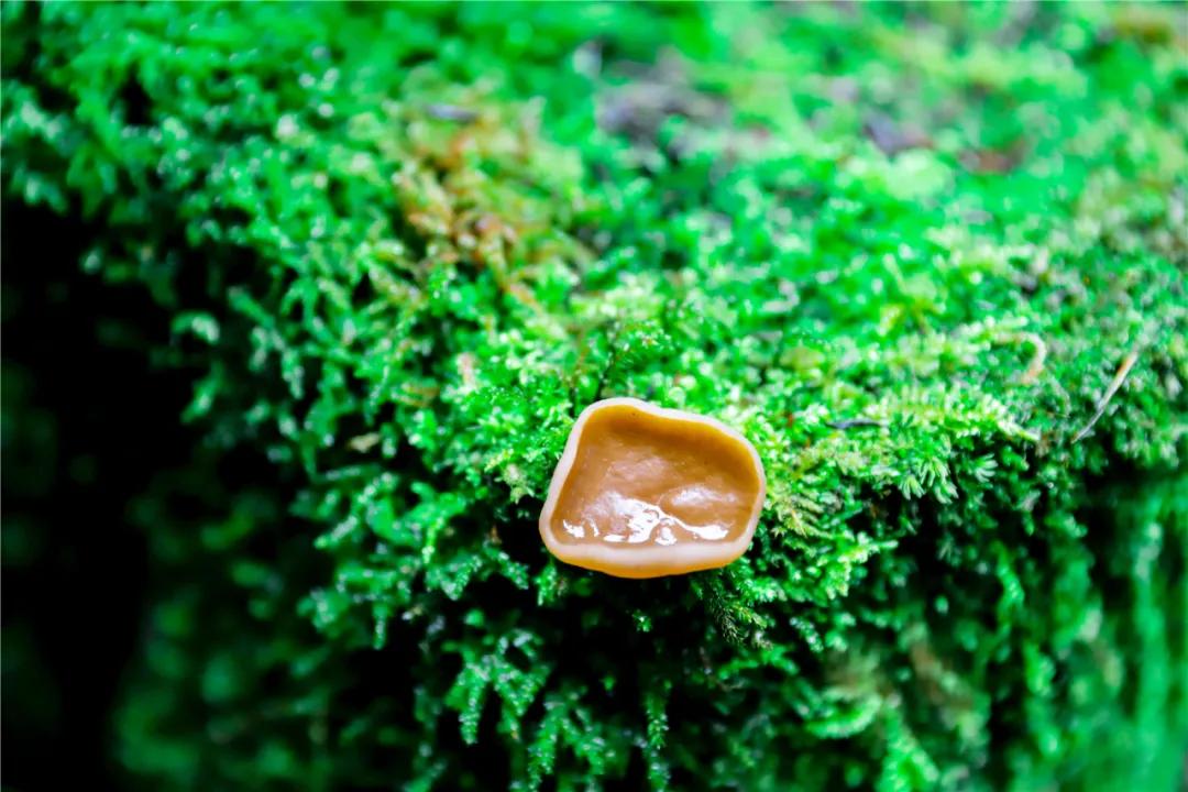 春到坪坝营，愿为风雨化春情，莫道落英点翠苔