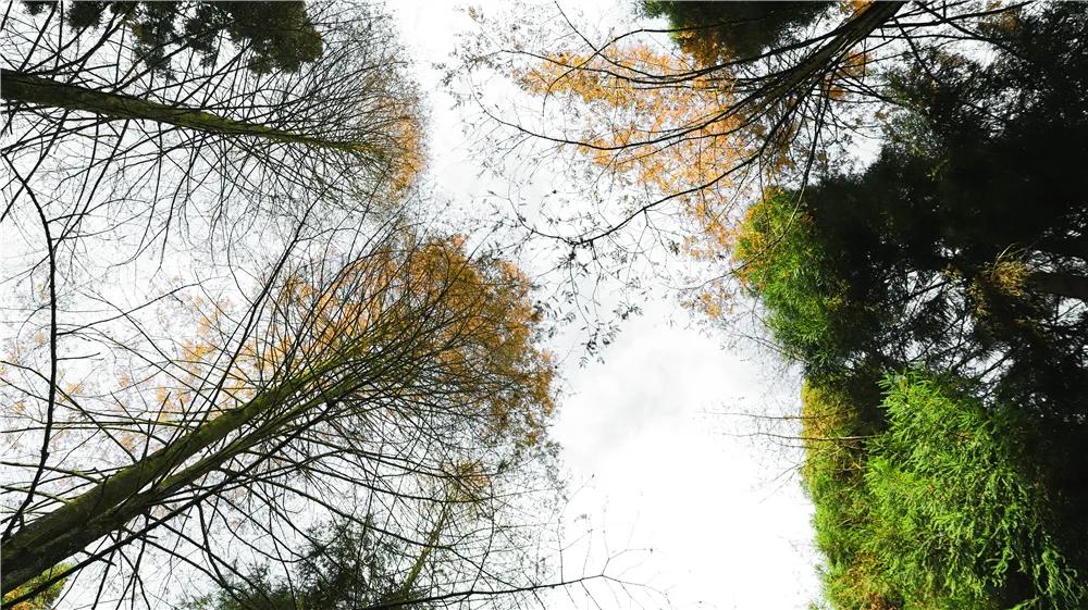 邂逅坪坝营的秋天！看满园“蝶舞” • 品漫山秋色